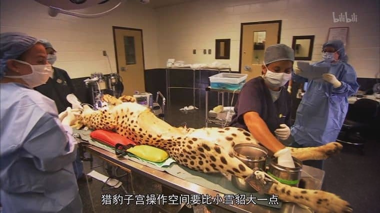 史密森尼频道《自然界的媒人 Nature’s Matchmaker 2011》英语中英双字 1080P/MP4/1.28G 人工繁殖插图4 史密森尼频道《自然界的媒人 Nature’s Matchmaker 2011》英语中英双字 1080P/MP4/1.28G 人工繁殖插图4