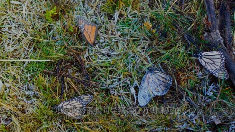 英国纪录片《帝王蝶的迁徙 Flight of the Butterflies 2012》英语中英双字 无水印纯净收藏版 4K蓝光原盘/2160P/MKV/18.3G 生物大迁徙插图4