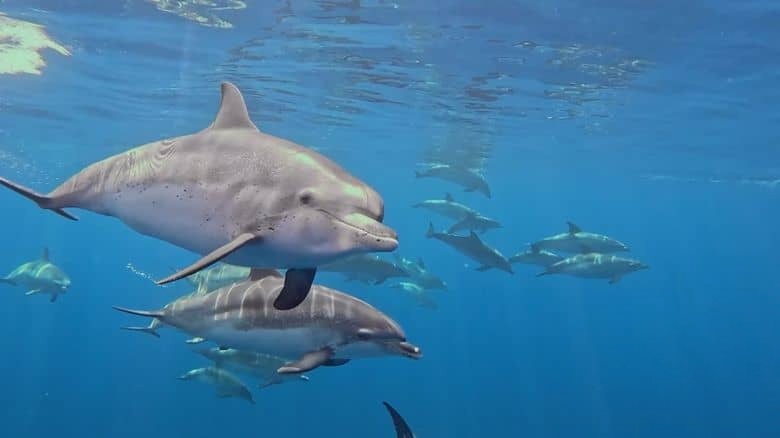 RTE纪录片《海豚：海洋奇观 Dolphins: Wonders of the Ocean 2025》英语中英双字 无水印纯净版 1080P/MKV/2.17G 海豚纪录片插图2