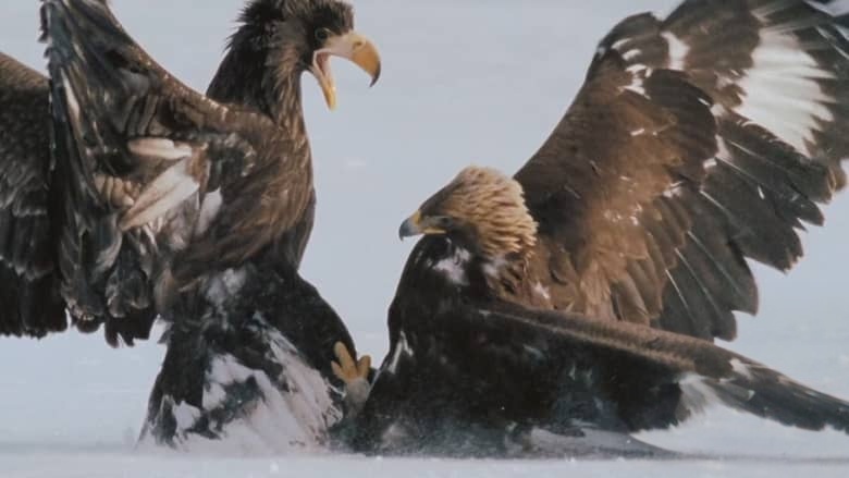 国家地理《阿拉斯加夺命之最 Alaska’s Deadliest 2018》全2集 多国语言多国字幕 无水印纯净版 720P/MKV/5.3G 阿拉斯加致命动物插图1 国家地理《阿拉斯加夺命之最 Alaska’s Deadliest 2018》全2集 多国语言多国字幕 无水印纯净版 720P/MKV/5.3G 阿拉斯加致命动物插图1