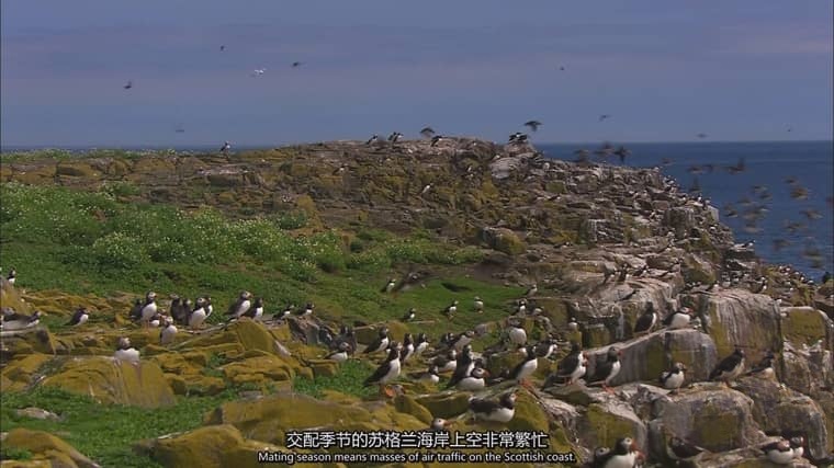 德国纪录片《我们的北海 Secrets of the North Sea 2013》英语中英双字 1080P/MP4/2.51G 北欧北海水域插图6