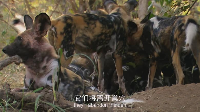 国家地理纪录片《非洲致命国度 Africa’s Deadly Kingdom 2018》全6集 英语中英双字 4K超清/2160P/MP4/7.48G 致命非洲插图3