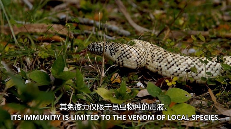 加拿大纪录片《荒野四季 Seasons of the Wild 2015》全2集 英语中英双字 无水印纯净版 1080P/MKV/6.39G 四季仙境插图5