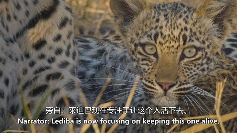 BBC纪录片《大猫全实录 Big Cats 24/7 2025》第二季全3集 英语中英双字 无水印纯净版 1080P/MKV/10.6G 猫科动物插图3 BBC纪录片《大猫全实录 Big Cats 24/7 2025》第二季全3集 英语中英双字 无水印纯净版 1080P/MKV/10.6G 猫科动物插图3