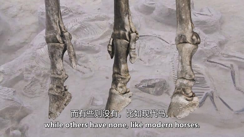 美国纪录片《考古侦探：剑齿虎、乳齿象和哺乳动物的崛起 Paleo Sleuths: Saber-Toothed Tigers, Mastodons, and the Rise of Mammals 2016》英语中英双字 无水印纯净版 1080P/MKV/6.88G 古代哺乳动物插图5