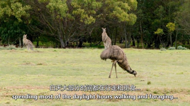 美国纪录片《澳洲野鸟 Wild Birds of Australia 2016》全4集 英语中英双字 无水印纯净版 1080P/MKV/7G 澳大利亚鸟类插图1 美国纪录片《澳洲野鸟 Wild Birds of Australia 2016》全4集 英语中英双字 无水印纯净版 1080P/MKV/7G 澳大利亚鸟类插图1