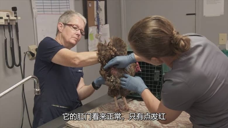 国家地理《哈彻家的奶牛农场 The Hatcher Family Dairy 2021》全8集 多国语言多国字幕 无水印纯净版 720P/MKV/16.2G 农场纪录片插图3 国家地理《哈彻家的奶牛农场 The Hatcher Family Dairy 2021》全8集 多国语言多国字幕 无水印纯净版 720P/MKV/16.2G 农场纪录片插图3