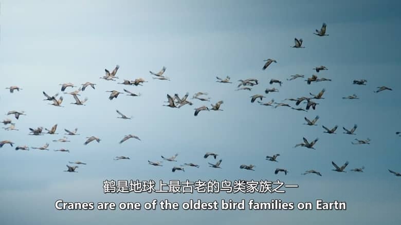 BBC纪录片《雪地动物 Snow Animals 2019》英语中英双字 无水印纯净版 1080P/MKV/1.03G 雪地动物插图6 BBC纪录片《雪地动物 Snow Animals 2019》英语中英双字 无水印纯净版 1080P/MKV/1.03G 雪地动物插图6