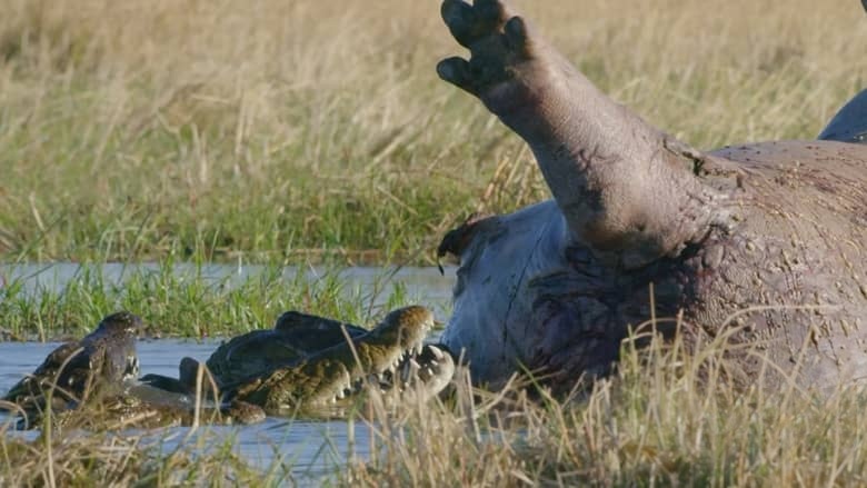 BBC纪录片《河马:非洲的河流巨人 Hippos: Africa’s River Giants 2019》英语中英双字 1080P/MKV/1.35G 非洲河马插图5 BBC纪录片《河马:非洲的河流巨人 Hippos: Africa’s River Giants 2019》英语中英双字 1080P/MKV/1.35G 非洲河马插图5