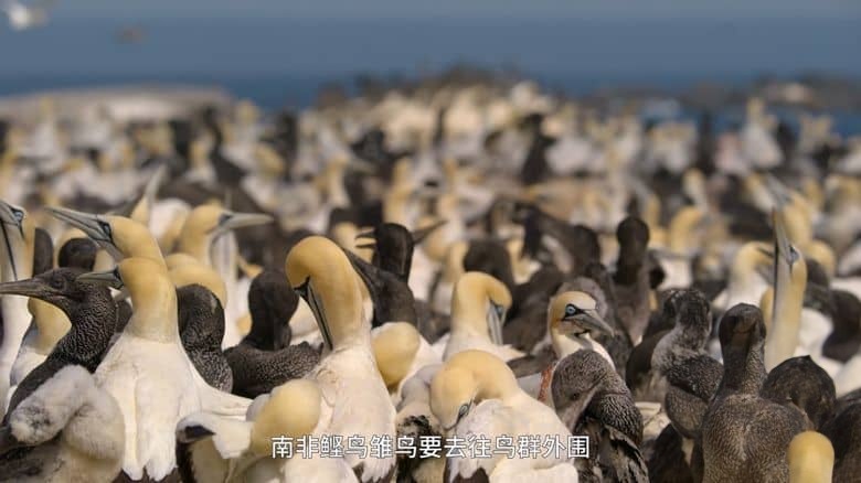 BBC纪录片《宝贝星球 Parenthood 2025》全6集 国语中字 无水印纯净版 4K超清/2160P/MP4/16.9G 动物宝宝插图2
