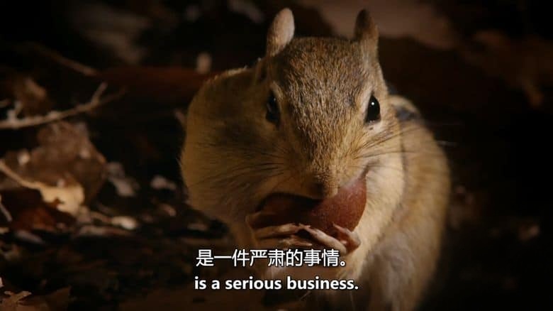 BBC纪录片《地球四季 Earth’s Great Seasons 2020》全4集 英语中英双字 无水印纯净版 1080P/MKV/12.5G 地球四季插图2
