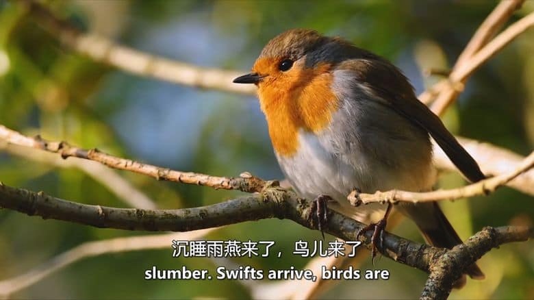 BBC纪录片《赏春 Springwatch 2025》全12集 英语中英双字 无水印纯净版 1080P/MKV/22.48GB 英伦春日插图2