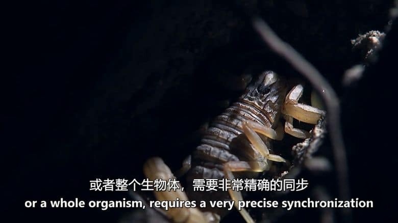 美国纪录片《濒临死亡:冬眠 Close to Death: Hibernation 2015》英语中英双字 无水印纯净版 1080P/MKV/2.34G 动物冬眠插图3 美国纪录片《濒临死亡:冬眠 Close to Death: Hibernation 2015》英语中英双字 无水印纯净版 1080P/MKV/2.34G 动物冬眠插图3