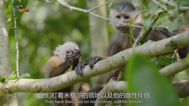 史密森尼频道《走进野外:哥伦比亚 Into the Wild: Colombia 2018》第一季全5集 英语中英双字 1080P/MP4/3.33G 动物的故事插图1 史密森尼频道《走进野外:哥伦比亚 Into the Wild: Colombia 2018》第一季全5集 英语中英双字 1080P/MP4/3.33G 动物的故事插图1