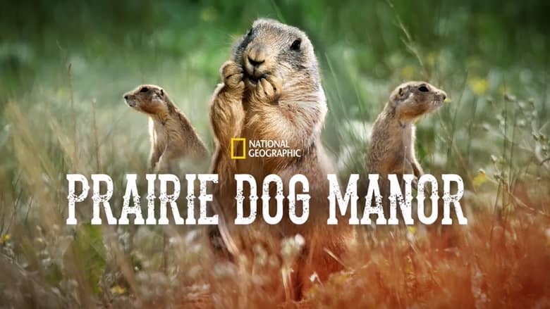国家地理《土拨鼠大宅门 Prairie Dog Manor 2019》全12集 多国语言多国字幕 无水印纯净版 720P/MKV/14.4G 土拨鼠插图1