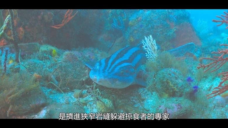 Netflix纪录片《众里寻鲨:拍摄大作战 All the Sharks 2025》全6集 英语多国字幕 无水印纯净版 1080P/MKV/13.8G 鲨鱼纪录片插图3 Netflix纪录片《众里寻鲨:拍摄大作战 All the Sharks 2025》全6集 英语多国字幕 无水印纯净版 1080P/MKV/13.8G 鲨鱼纪录片插图3