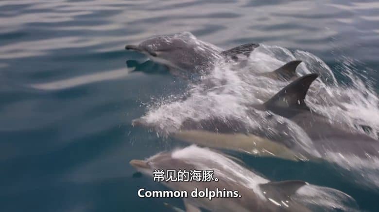 RTE纪录片《海豚：海洋奇观 Dolphins: Wonders of the Ocean 2025》英语中英双字 无水印纯净版 1080P/MKV/2.17G 海豚纪录片插图4