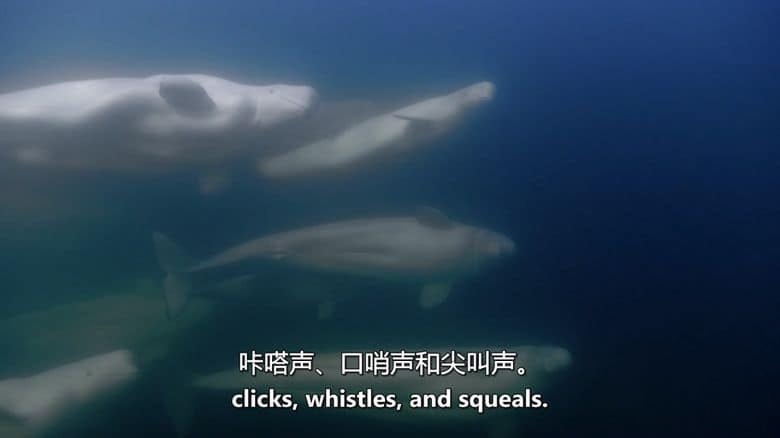 ZED纪录片《动物故事 Animal Tales 2019》全4集 英语中英双字 无水印纯净版 1080P/MKV/2.47G 动物故事插图2 ZED纪录片《动物故事 Animal Tales 2019》全4集 英语中英双字 无水印纯净版 1080P/MKV/2.47G 动物故事插图2