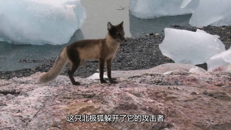 国家地理《阿拉斯加夺命之最 Alaska’s Deadliest 2018》全2集 多国语言多国字幕 无水印纯净版 720P/MKV/5.3G 阿拉斯加致命动物插图4 国家地理《阿拉斯加夺命之最 Alaska’s Deadliest 2018》全2集 多国语言多国字幕 无水印纯净版 720P/MKV/5.3G 阿拉斯加致命动物插图4