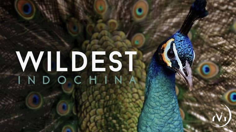 美国纪录片《狂野中南半岛 Wildest Indochina 2014》全5集 英语中英双字 无水印纯净版 1080P/MKV/16.8G 中南半岛生态插图1