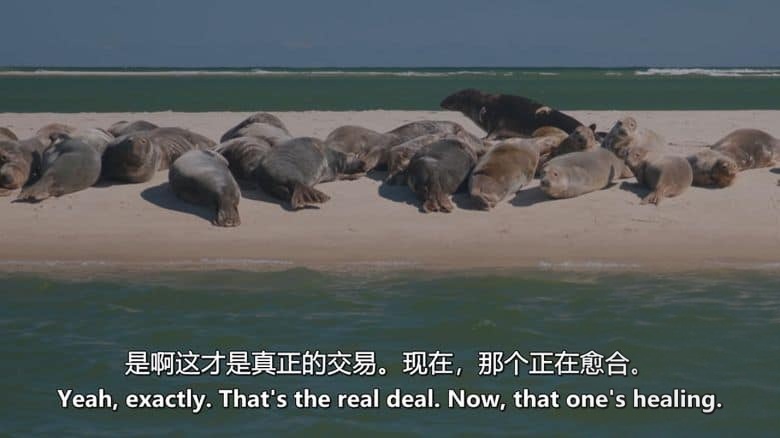 Sky纪录片《深潜北美 Deep Dive North America 2025》全6集 英语中英双字 无水印纯净版 1080P/MKV/16.9G 北美水上伊甸园插图5