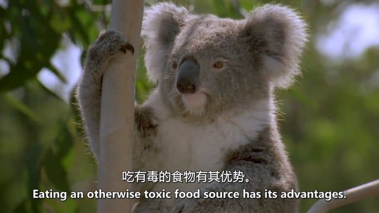 美国纪录片《动物军火库 Animal Armory 2016》全6集 英语中英双字 无水印纯净版 1080P/MKV/21.6G 动物自卫术插图5 美国纪录片《动物军火库 Animal Armory 2016》全6集 英语中英双字 无水印纯净版 1080P/MKV/21.6G 动物自卫术插图5