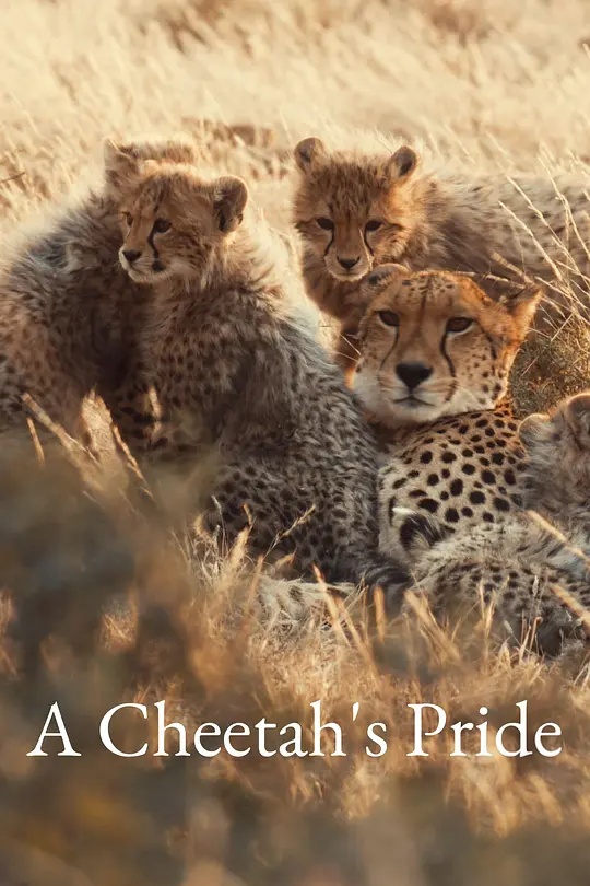 美国纪录片《猎豹的荣耀 A Cheetah’s Pride 2024》全3集 英语中英双字 无水印纯净版 1080P/MKV/8.37G 猎豹家族插图 美国纪录片《猎豹的荣耀 A Cheetah’s Pride 2024》全3集 英语中英双字 无水印纯净版 1080P/MKV/8.37G 猎豹家族插图