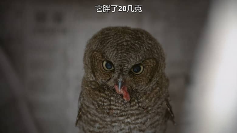 国家地理《阿拉斯加野生动物救援 Alaska Animal Rescue 2020》第二季全8集 英语中英双字 无水印纯净版 1080P/MKV/19.8G 动物救援插图6 国家地理《阿拉斯加野生动物救援 Alaska Animal Rescue 2020》第二季全8集 英语中英双字 无水印纯净版 1080P/MKV/19.8G 动物救援插图6