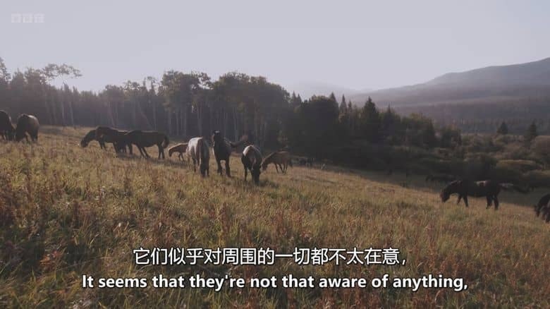 BBC纪录片《荒野奔马:落基山与我 Wild Horses, the Rockies and Me 2025》英语中英双字 无水印纯净版 1080P/MKV/1.14G 落基山野马插图6 BBC纪录片《荒野奔马:落基山与我 Wild Horses, the Rockies and Me 2025》英语中英双字 无水印纯净版 1080P/MKV/1.14G 落基山野马插图6