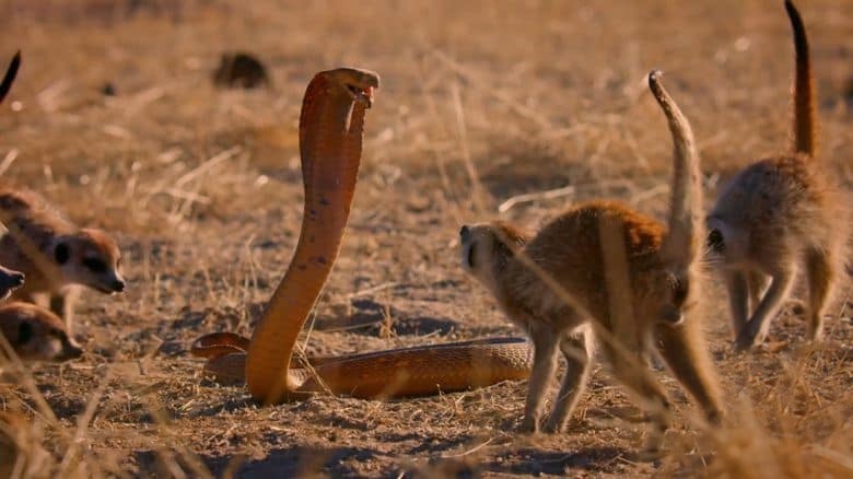 国家地理《荒野、智慧与致命杀机 Wild, Smart, and Deadly 2024》全6集 英语中英双字 无水印纯净版 1080P/MP4/2.89G 动物生存进化插图5