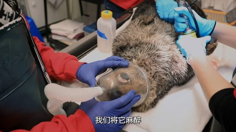 国家地理《阿拉斯加野生动物救援 Alaska Animal Rescue 2020》第二季全8集 英语中英双字 无水印纯净版 1080P/MKV/19.8G 动物救援插图3 国家地理《阿拉斯加野生动物救援 Alaska Animal Rescue 2020》第二季全8集 英语中英双字 无水印纯净版 1080P/MKV/19.8G 动物救援插图3