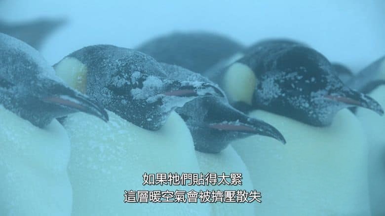 国家地理《企鹅之谜 Secrets of the Penguins 2025》全3集 英语多国中字 无水印纯净版 1080P/MKV/6.54G 企鹅之谜插图4