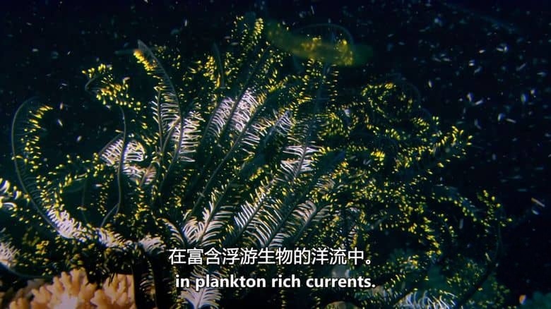 澳大利亚纪录片《荒蛮之地：太平洋 Wildest Places: Pacific 2019》第二季全4集 英语中英双字 无水印纯净版 1080P/MKV/14.3G 狂野太平洋插图3