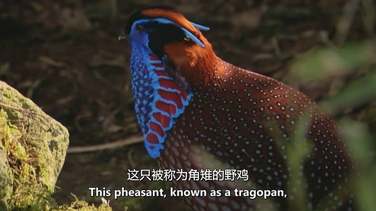 美国纪录片《狂野中南半岛 Wildest Indochina 2014》全5集 英语中英双字 无水印纯净版 1080P/MKV/16.8G 中南半岛生态插图6