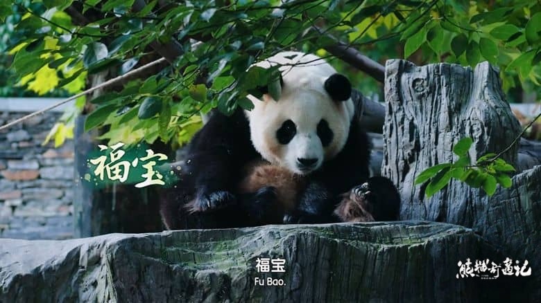 国产纪录片《熊猫奇遇记 2024》全6集 英语中英双字 4K超清/2160P/MP4/11G 大熊猫的诞生与成长插图2