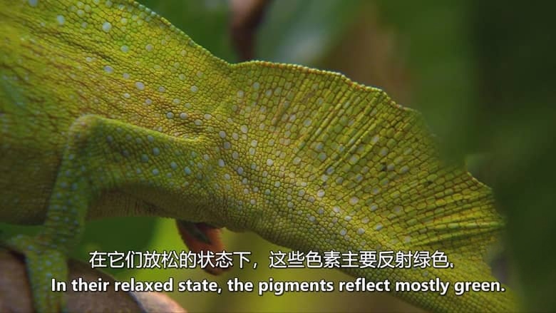 美国纪录片《疯狂的生物 Crazy Creatures 2018》英语中英双字 无水印纯净版 1080P/MKV/4.18G 生物伪装术插图6