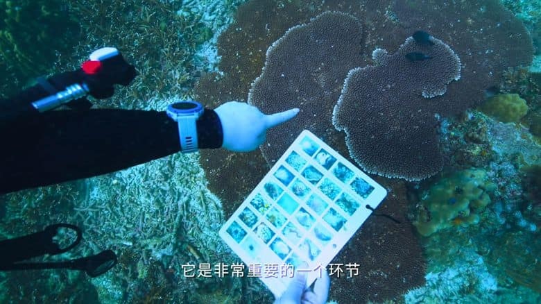 国产纪录片《海洋守蔚者 2025》全5集 国语中字 1080P/MKV/1.44G 海洋保护短片插图3 国产纪录片《海洋守蔚者 2025》全5集 国语中字 1080P/MKV/1.44G 海洋保护短片插图3