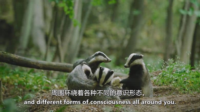 PBS纪录片《自然界的未来 The Future of Nature 2025》全4集 英语中英双字 无水印纯净版 1080P/MKV/4.84G 生态平衡插图4