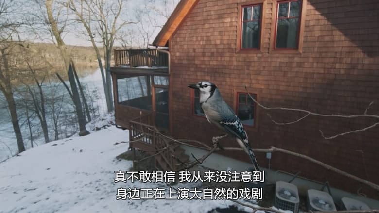 美国纪录片《后院风光 Backyard Wilderness 2018》英语外挂多国字幕 无水印纯净版 1080P/MP4/813M 后院四季插图6