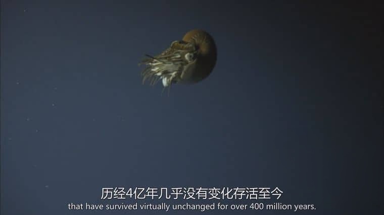 国家地理《失落的太平洋大陆 Lost Continent of the Pacific 2011》英语中英双字 1080P/MP4/1.04G 新几内亚岛插图6 国家地理《失落的太平洋大陆 Lost Continent of the Pacific 2011》英语中英双字 1080P/MP4/1.04G 新几内亚岛插图6