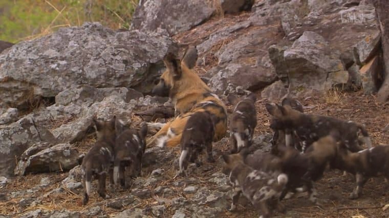 PBS纪录片《群狗逐狮 Dogs in the Land of Lions 2018》英语中英双字 1080P/MP4/2.15G 津巴布韦野狗插图6