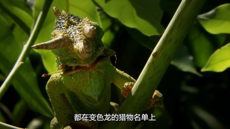 国家地理《非洲隐密珍宝 Africa’s Hidden Wonders 2020》全3集 英语多国字幕 无水印纯净版 1080P/MKV/7.36G 非洲野生生态插图5