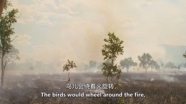 美国纪录片《自然幸存者 Natures Survivors 2024》英语中英双字 无水印纯净版 1080P/MKV/2.66G 灾难后的动物插图5