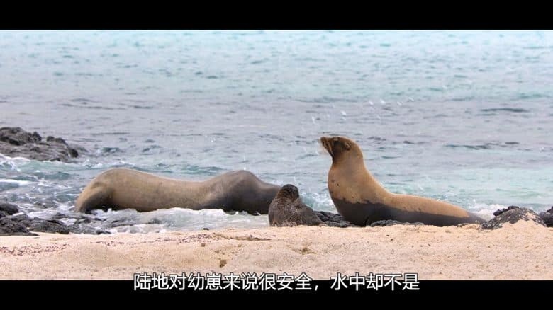 迪士尼纪录片《海狮利奥环岛记 Sea Lions of the Galápagos 2025》英语多国中字 无水印纯净版 1080P/MKV/4.62G 海狮利奥插图3 迪士尼纪录片《海狮利奥环岛记 Sea Lions of the Galápagos 2025》英语多国中字 无水印纯净版 1080P/MKV/4.62G 海狮利奥插图3