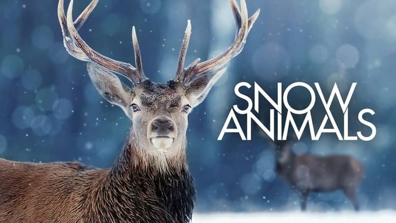 BBC纪录片《雪地动物 Snow Animals 2019》英语中英双字 无水印纯净版 1080P/MKV/1.03G 雪地动物插图1 BBC纪录片《雪地动物 Snow Animals 2019》英语中英双字 无水印纯净版 1080P/MKV/1.03G 雪地动物插图1