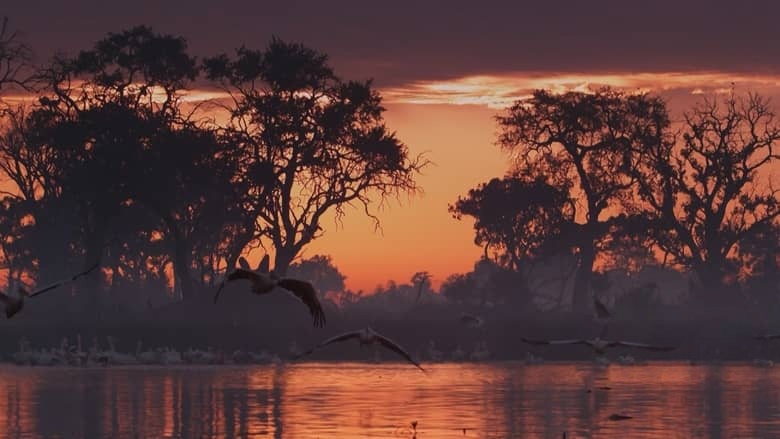 BBC纪录片《河马:非洲的河流巨人 Hippos: Africa’s River Giants 2019》英语中英双字 1080P/MKV/1.35G 非洲河马插图1 BBC纪录片《河马:非洲的河流巨人 Hippos: Africa’s River Giants 2019》英语中英双字 1080P/MKV/1.35G 非洲河马插图1