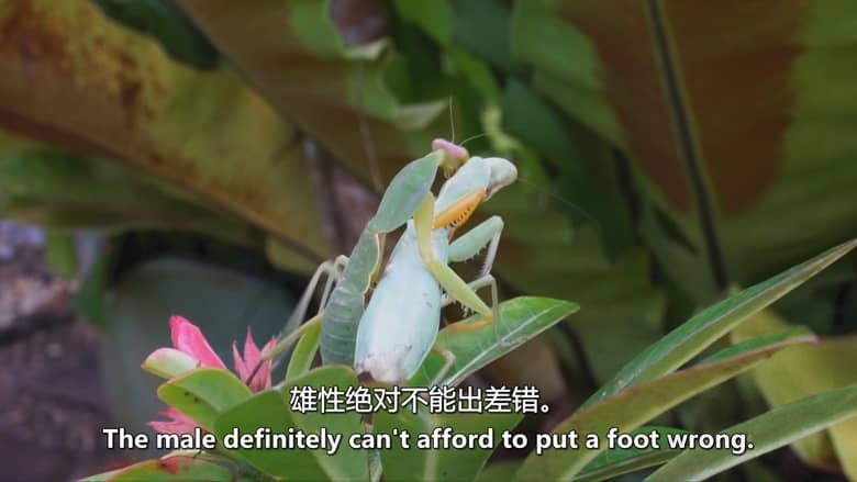 德国纪录片《螳螂:欺骗大师 Mantises:Masters of Deception 2019》英语中英双字 无水印纯净版 1080P/MKV/1.79G 螳螂纪录片插图5 德国纪录片《螳螂:欺骗大师 Mantises:Masters of Deception 2019》英语中英双字 无水印纯净版 1080P/MKV/1.79G 螳螂纪录片插图5