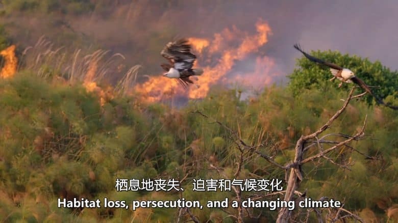 PBS纪录片《大自然的魔法之旅 Raptors – A Fistful of Daggers 2024》全2集 英语中英双字 无水印纯净版 1080P/MKV/6.31G 猛禽插图7