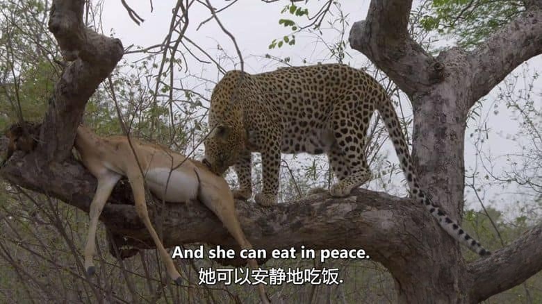 史密森尼频道《野性标志 Wildlife Icons 2015》全8集 英语中英双字 无水印纯净版 1080P/MKV/12.1G 非凡的野生动物插图5 史密森尼频道《野性标志 Wildlife Icons 2015》全8集 英语中英双字 无水印纯净版 1080P/MKV/12.1G 非凡的野生动物插图5