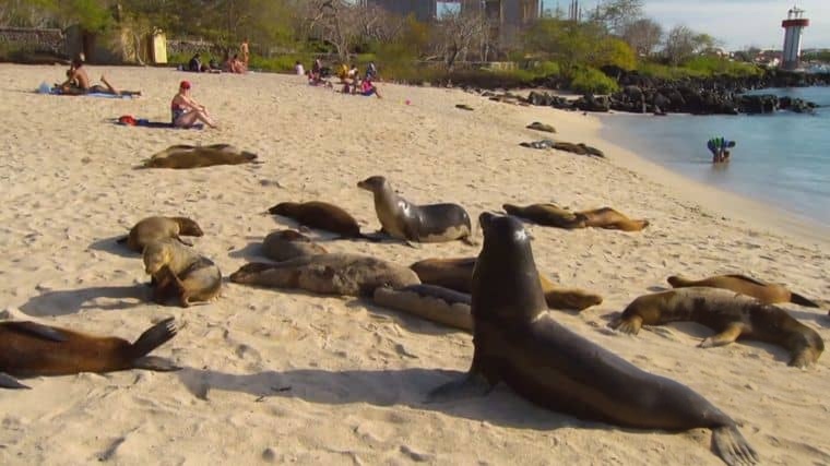 BBC纪录片《自然世界:加拉帕戈斯群岛的变化 Natural World: Galapagos – Islands Of Change 2015》英语中英双字 1080P/MP4/932M 加拉帕戈斯群岛插图5 BBC纪录片《自然世界:加拉帕戈斯群岛的变化 Natural World: Galapagos – Islands Of Change 2015》英语中英双字 1080P/MP4/932M 加拉帕戈斯群岛插图5